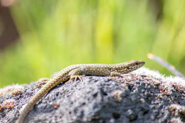 Fototapeta premium Gut getarnte Eidechse auf Stein in freier Wildbahn kriecht durch ihr Revier auf Nahrungssuche und nimmt ein Sonnenbad zum Aufwärmen vor der Jagd wechselwarmes Reptil mit Schuppen und langem Schwanz