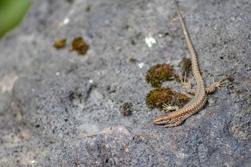 Gut getarnte Eidechse auf Stein in freier Wildbahn kriecht durch ihr Revier auf Nahrungssuche und nimmt ein Sonnenbad zum Aufwärmen vor der Jagd wechselwarmes Reptil mit Schuppen und langem Schwanz