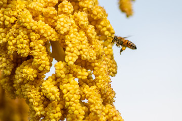 Gelbe Blüten der Hanfpalme leuchten im Frühling und Sommer mit fleißigen Bienen und Insekten wie Bienen und Wildbienen zum Nektarsammeln mit Blütenpollen an den Beinen zur Bestäubung und Fortpflanzung