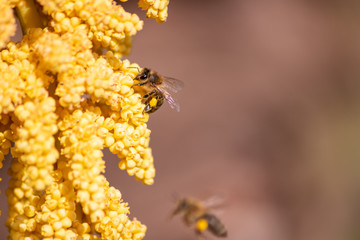 Gelbe Blüten der Hanfpalme leuchten im Frühling und Sommer mit fleißigen Bienen und Insekten wie Bienen und Wildbienen zum Nektarsammeln mit Blütenpollen an den Beinen zur Bestäubung und Fortpflanzung