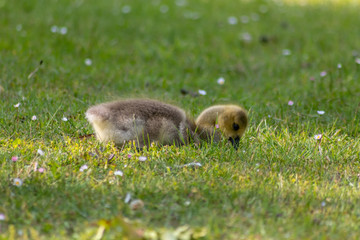 Sweet little canada goose on a trip through lakes and meadows with the canadian goose family as baby bird and little biddy can already swim on the water and follow its parents through the wild nature