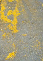  yellow flowers falling from the trees on the road