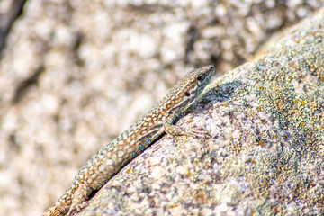 Gut getarnte Eidechse auf Stein in freier Wildbahn kriecht durch ihr Revier auf Nahrungssuche und nimmt ein Sonnenbad zum Aufwärmen vor der Jagd wechselwarmes Reptil mit Schuppen und langem Schwanz