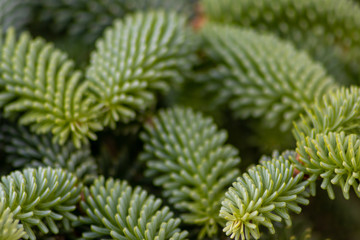 Immergrüner Nadelbaum im Mischwald, Laubwald oder Nadelwald zeigt seine grünen Nadeln an Zweigen im Frühling, Sommer, Herbst und Winter und steht für dekorative Weihnachten und Basteln mit Kindern