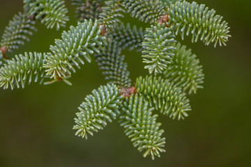 Immergrüner Nadelbaum im Mischwald, Laubwald oder Nadelwald zeigt seine grünen Nadeln an Zweigen im Frühling, Sommer, Herbst und Winter und steht für dekorative Weihnachten und Basteln mit Kindern