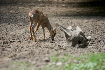 Male roebuck by the forest