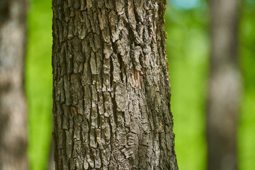 Oak bark closeup