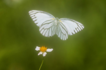 White butterfly flying and yellow flower on green background