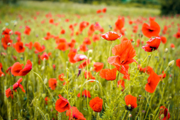 Naklejka na ściany i meble The red of ​​poppies in the valley. Beautiful field of red poppies.
