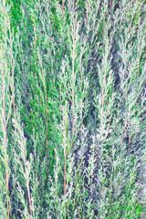 coniferous green plant texture. best background for design