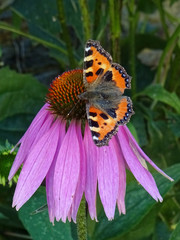 Papillon et echinacea