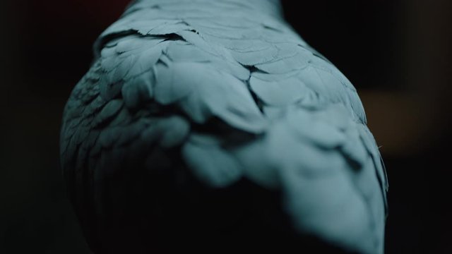 Close up of bird's eye and incredible texture of feathers, close up macro against a dark and dramatic background