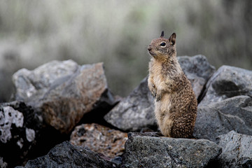 Ground Squirrel