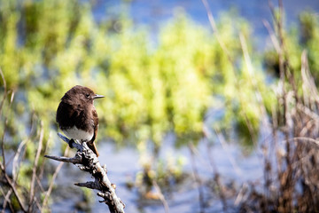bird on a branch