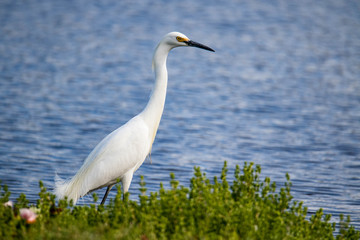 great snowy egret