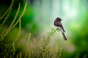 bird on a branch
