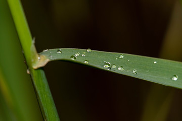 Morning dew on grass