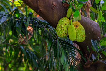 Fresh green jackfruit growing on a tree in Singapore