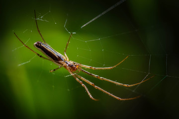 spider on the web