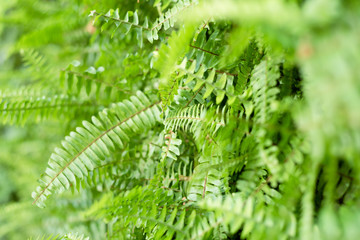 green fern with leaves on the wall