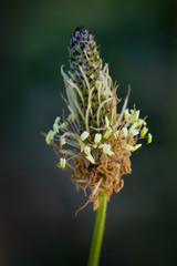 close up of a flower