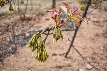 madhuca Longifolia flower bud in the tree branches wild natural foods.

