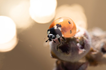 close up of a ladybug