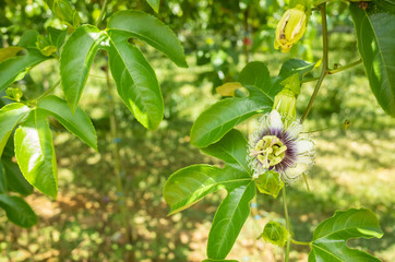 flower of passion fruit cultivation