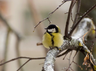 A ruffled great tit (Parus major) sits on a branch of a Linden tree on a winter day. Moscow region. Russia.