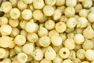 madhuca Longifolia flower known as mahuwa in india collected on a pot in morning in summer season full frame natural fruits.
