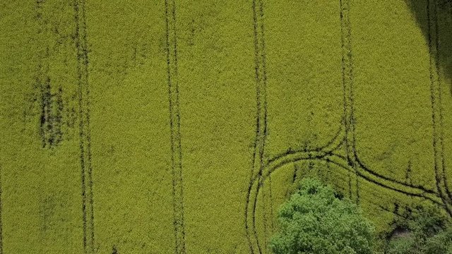 Latvian green field top view with patterns on the ground, drone footage