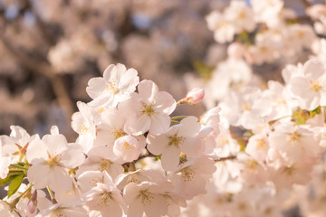 Cherry blossom scenery in Korea.