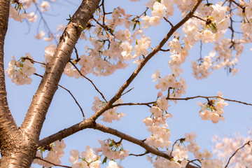 Cherry blossom scenery in Korea.