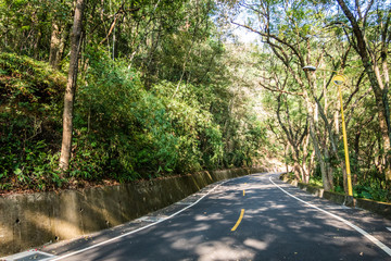 Obraz premium curval road under the tree