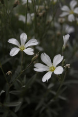Gypsophila. 
Little white flowers for the garden.