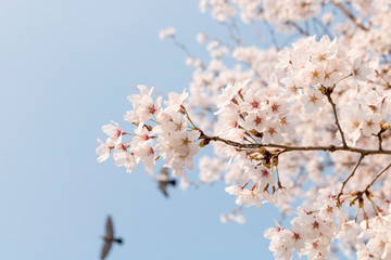 Cherry blossom scenery in Korea.