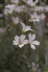 Gypsophila. 
Little white flowers for the garden.
