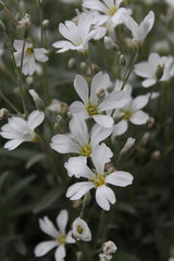 Gypsophila. 
Little white flowers for the garden.