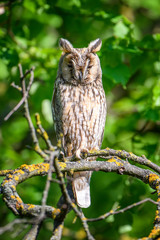 Long-eared owl owl in the wood, sitting on tree trunk in the forest habitat