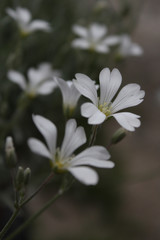 Gypsophila. 
Little white flowers for the garden.