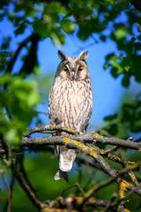 Long-eared owl owl in the wood, sitting on tree trunk in the forest habitat