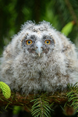 Baby Long-eared owl owl in the wood, sitting on tree trunk in the forest habitat