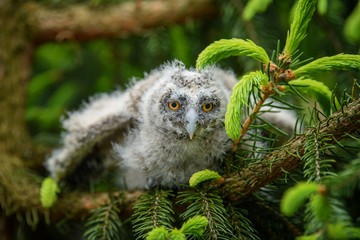 Baby Long-eared owl owl in the wood, sitting on tree trunk in the forest habitat