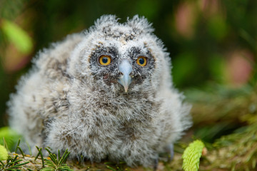 Baby Long-eared owl owl in the wood, sitting on tree trunk in the forest habitat
