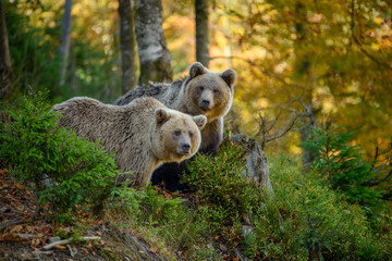 Two big brown bear in the forest. Dangerous animal in natural habitat. Wildlife scene