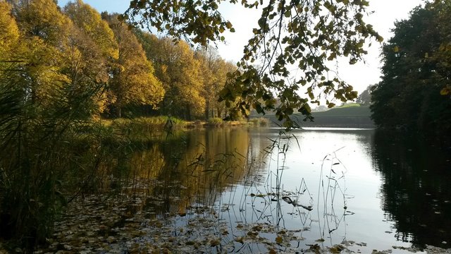 Autumn Trees By Lake At Naarden