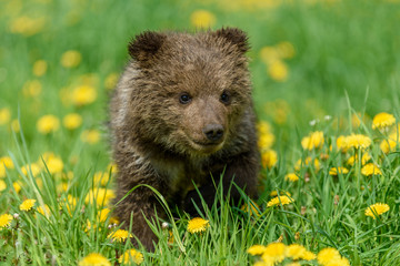 Bear cub in spring grass. Dangerous small animal in nature meadow with yellow flowers.