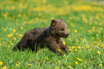 Bear cub in spring grass. Dangerous small animal in nature meadow with yellow flowers.