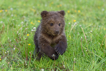 Bear cub in spring grass. Dangerous small animal in nature meadow habitat