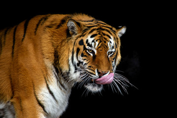 Fototapeta na wymiar Close up big tiger isolated on black background